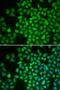 COP9 Signalosome Subunit 5 antibody, LS-C335180, Lifespan Biosciences, Immunofluorescence image 