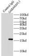 GABA Type A Receptor Associated Protein Like 1 antibody, FNab03276, FineTest, Immunoprecipitation image 