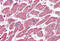 Carnitine Palmitoyltransferase 1A antibody, MBS242457, MyBioSource, Immunohistochemistry frozen image 