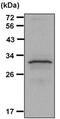14-3-3 zeta antibody, PA5-27317, Invitrogen Antibodies, Immunoprecipitation image 