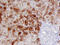 Madh7 antibody, MAB2029, R&D Systems, Immunohistochemistry paraffin image 