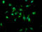 Ubiquitin carboxyl-terminal hydrolase 4 antibody, LS-C671333, Lifespan Biosciences, Immunofluorescence image 