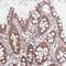 PDGFA Associated Protein 1 antibody, HPA060836, Atlas Antibodies, Immunohistochemistry frozen image 