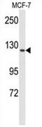 Fms Related Tyrosine Kinase 1 antibody, AP54509PU-N, Origene, Western Blot image 