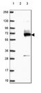 HERV-H LTR-Associating 2 antibody, HPA055478, Atlas Antibodies, Western Blot image 