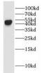 Galectin 9 antibody, FNab03313, FineTest, Western Blot image 