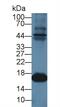 Myoglobin antibody, MBS2027822, MyBioSource, Western Blot image 