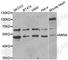 Ribosomal Oxygenase 2 antibody, A6655, ABclonal Technology, Western Blot image 