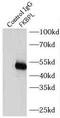 FK506-binding protein-like antibody, FNab03151, FineTest, Immunoprecipitation image 