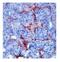 Matrix Metallopeptidase 9 antibody, NBP1-57940, Novus Biologicals, Immunohistochemistry frozen image 