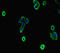 EF-Hand Calcium Binding Domain 7 antibody, LS-C677772, Lifespan Biosciences, Immunofluorescence image 