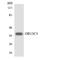 Olfactory Receptor Family 13 Subfamily C Member 3 antibody, A16872, Boster Biological Technology, Western Blot image 