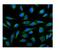Peptidylprolyl Isomerase B antibody, A03229, Boster Biological Technology, Immunofluorescence image 