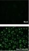 Protein Tyrosine Phosphatase Non-Receptor Type 11 antibody, NBP2-42920, Novus Biologicals, Immunocytochemistry image 