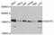 GRB10 Interacting GYF Protein 2 antibody, STJ113968, St John