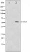 Fli-1 Proto-Oncogene, ETS Transcription Factor antibody, orb224464, Biorbyt, Western Blot image 