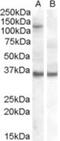 Argonaute RISC Component 1 antibody, NB100-2817, Novus Biologicals, Western Blot image 