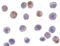 TNF Receptor Associated Factor 3 antibody, 3601, ProSci Inc, Immunocytochemistry image 