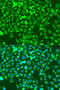 SHC Adaptor Protein 1 antibody, 23-133, ProSci, Immunofluorescence image 