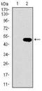 LIM Domain Only 2 antibody, NBP2-37442, Novus Biologicals, Western Blot image 
