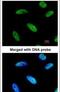 DnaJ homolog subfamily C member 7 antibody, PA5-21543, Invitrogen Antibodies, Immunofluorescence image 