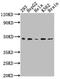 Farnesyltransferase, CAAX Box, Beta antibody, CSB-RA267691A0HU, Cusabio, Western Blot image 