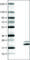 Ribonuclease 7 antibody, AMAb90583, Atlas Antibodies, Western Blot image 