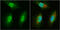 BUD23 RRNA Methyltransferase And Ribosome Maturation Factor antibody, GTX105840, GeneTex, Immunocytochemistry image 