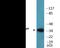 Jun Proto-Oncogene, AP-1 Transcription Factor Subunit antibody, EKC2447, Boster Biological Technology, Western Blot image 