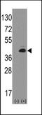 Protein atonal homolog 1 antibody, TA302152, Origene, Western Blot image 