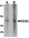 CD33 Molecule antibody, LS-C144452, Lifespan Biosciences, Western Blot image 
