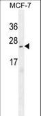 Leucine Rich Adaptor Protein 1 Like antibody, LS-C168777, Lifespan Biosciences, Western Blot image 