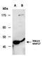 Phosphoprotein Membrane Anchor With Glycosphingolipid Microdomains 1 antibody, orb67086, Biorbyt, Western Blot image 