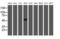 NADH:Ubiquinone Oxidoreductase Complex Assembly Factor 7 antibody, LS-C173005, Lifespan Biosciences, Western Blot image 