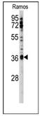 U2 Small Nuclear RNA Auxiliary Factor 1 antibody, AP12453PU-N, Origene, Western Blot image 