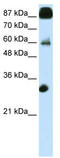 CCCTC-Binding Factor antibody, TA343622, Origene, Western Blot image 