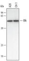 BLK Proto-Oncogene, Src Family Tyrosine Kinase antibody, AF2679, R&D Systems, Western Blot image 