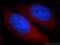 Proteasome maturation protein antibody, 15046-1-AP, Proteintech Group, Immunofluorescence image 