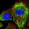 Keratin 24 antibody, HPA022978, Atlas Antibodies, Immunofluorescence image 
