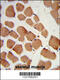 2-Hydroxyacyl-CoA Lyase 1 antibody, 63-607, ProSci, Immunohistochemistry paraffin image 