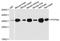 Phosphatidylinositol Transfer Protein Alpha antibody, A12966, ABclonal Technology, Western Blot image 