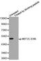 Myocyte Enhancer Factor 2C antibody, orb129685, Biorbyt, Western Blot image 