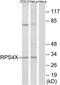 Ribosomal Protein S4 X-Linked antibody, TA314476, Origene, Western Blot image 