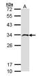 Inositol Monophosphatase 2 antibody, NBP1-33191, Novus Biologicals, Western Blot image 