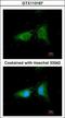 Coatomer Protein Complex Subunit Beta 1 antibody, GTX113167, GeneTex, Immunocytochemistry image 