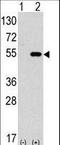 Autophagy Related 4C Cysteine Peptidase antibody, LS-C156599, Lifespan Biosciences, Western Blot image 