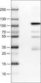 DNA-binding protein SATB2 antibody, NBP2-52914, Novus Biologicals, Western Blot image 