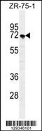 Sushi Domain Containing 5 antibody, 55-881, ProSci, Western Blot image 