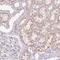 IGF Like Family Member 3 antibody, NBP2-38004, Novus Biologicals, Immunohistochemistry frozen image 