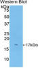 Superoxide Dismutase 1 antibody, LS-C296535, Lifespan Biosciences, Western Blot image 